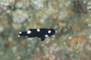 DSC_0021.JPG