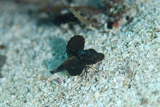DSC_1525.JPG