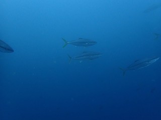 P5100123.JPG