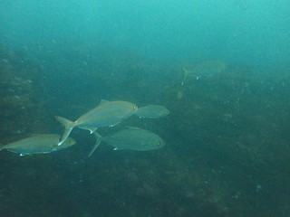 P5159191.JPG