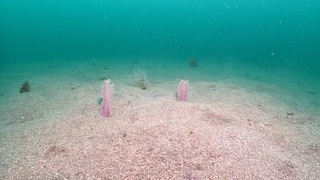 P5190008.JPG