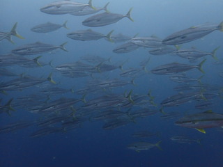 P6139531.JPG