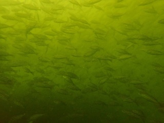 P6203405.JPG