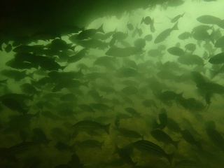 P7273740.JPG