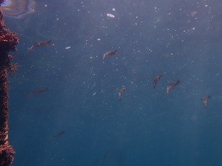 P8259295.JPG