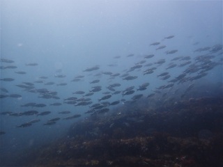 P8259297.JPG