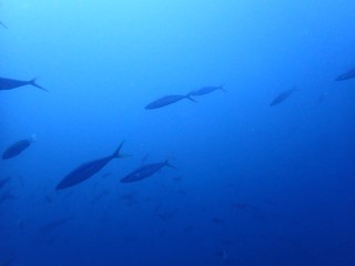 P9265084.JPG