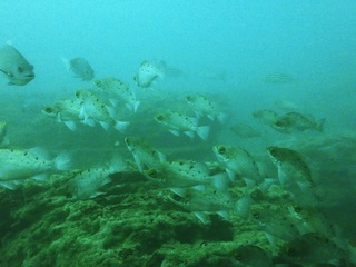 PA250515.JPG