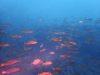 PA265763.JPG