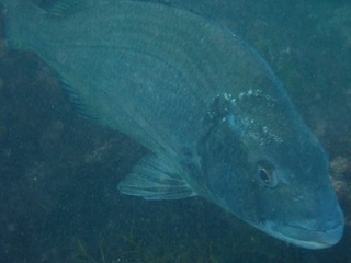 PA275794.JPG