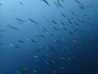 PB306712.JPG