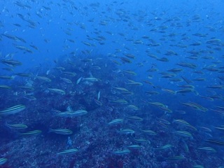PC251420.JPG