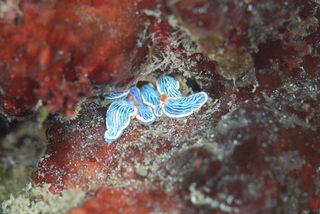 dsc_0394.jpg