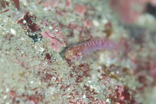 dsc_0425.jpg
