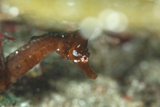 dsc_0468.jpg