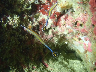 p1287594.jpg