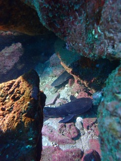 p2227928.jpg