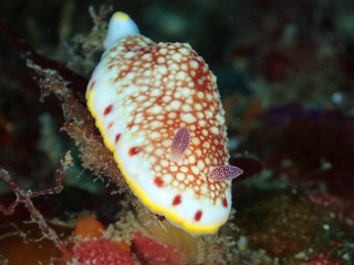 p4180050.jpg