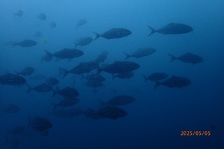 p5050467.jpg