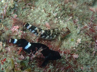p7260043.jpg