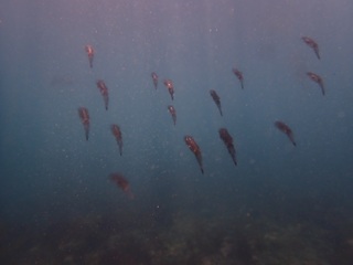 p8060484.jpg