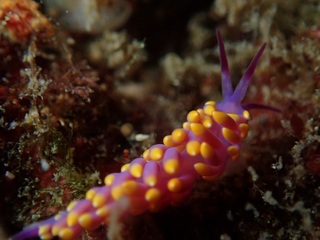 pb081370 - �R�s�[.jpg