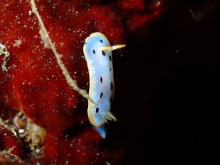 pc300600.jpg